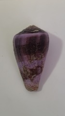 Conus purpurascens