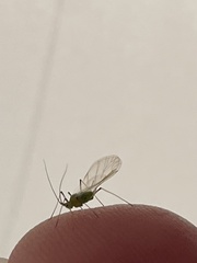 Macrosiphum rosae