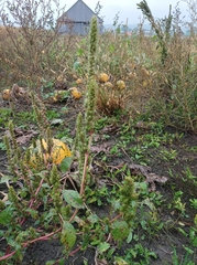 Amaranthus powellii