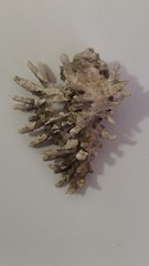 Homalocantha oxyacantha