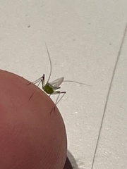 Macrosiphum rosae