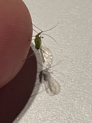 Macrosiphum rosae