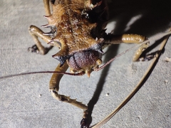 Enyaliopsis