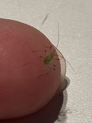 Macrosiphum rosae
