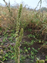 Amaranthus powellii