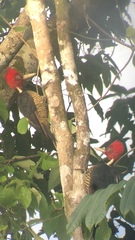 Campephilus guatemalensis