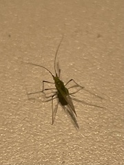 Macrosiphum rosae