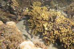 Neoniphon sammara