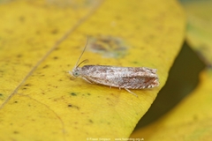 Epinotia nisella