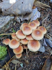 Hypholoma
