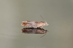 Epinotia nisella