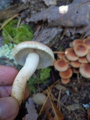 Hypholoma