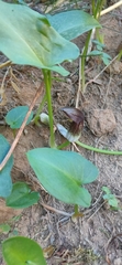 Arisarum simorrhinum