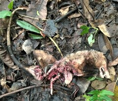 Didelphis marsupialis