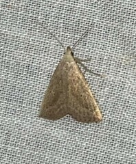 Macrochilo hypocritalis