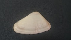 Donax punctatostriatus