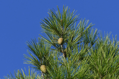 Pinus halepensis