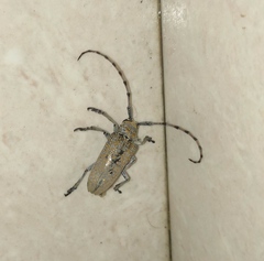 Celosterna scabrator