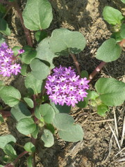 Abronia villosa