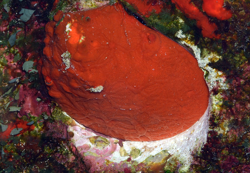 Spondylus sanguineus observed 2012-04-01