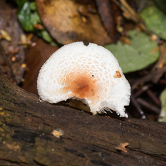 Lepiota cristata