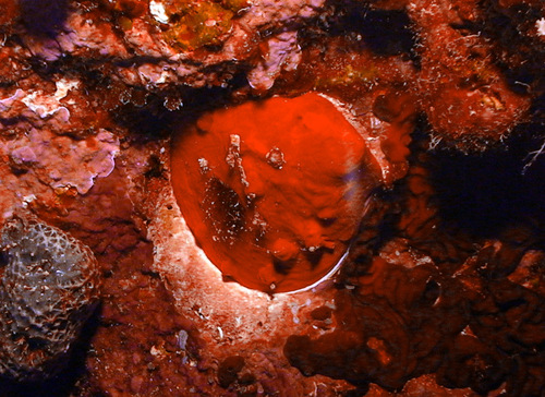 Spondylus sanguineus observed 2011-09-26