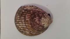 Trachycardium procerum