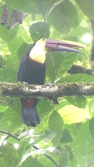 Ramphastos ambiguus