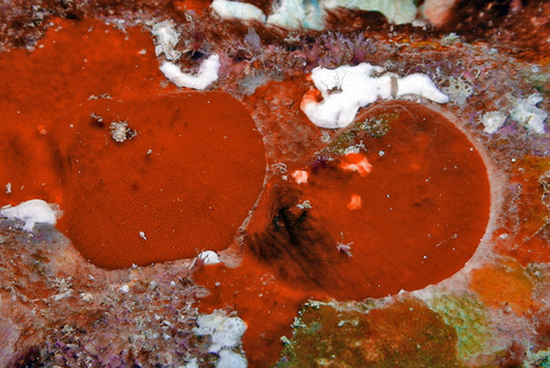 Spondylus sanguineus observed 2012-03-25