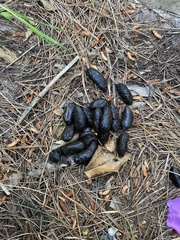 Hystrix africaeaustralis