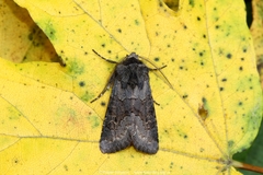Aporophyla lutulenta