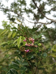 Lonchocarpus