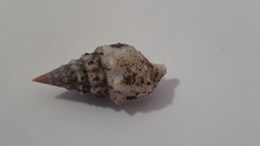 Cerithium maculosum