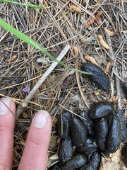 Hystrix africaeaustralis