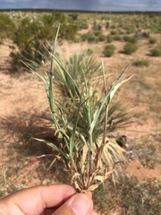 Panicum hirticaule