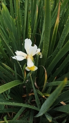 Iris orientalis