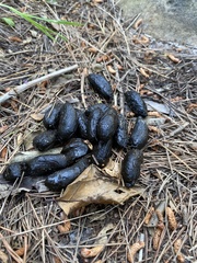 Hystrix africaeaustralis