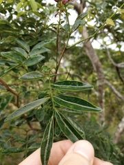 Lonchocarpus