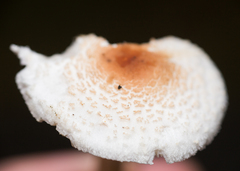Lepiota cristata