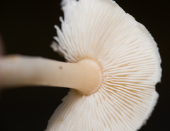 Lepiota cristata