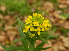 Erysimum cheiranthoides