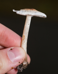 Lepiota cristata