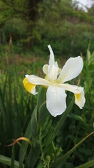 Iris orientalis