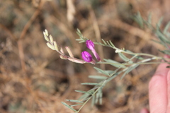 Astragalus varius