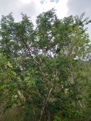 Lonchocarpus