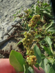 Rumex maritimus