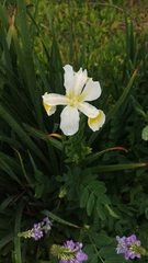 Iris orientalis