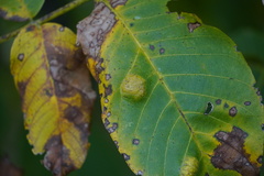 Aceria erinea