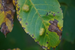 Aceria erinea