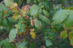Aceria erinea